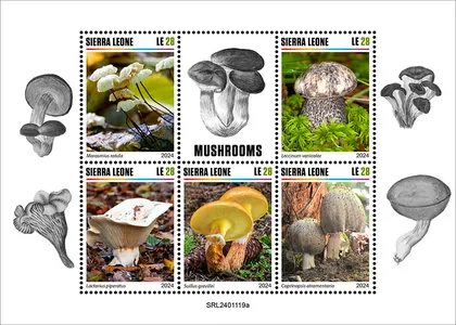 фото, Сьерра Леоне - Грибы -2024.Чистый полный красивый комплект.MNH