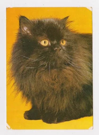 фото, КОТЕНОК - КОТ = 1974 г. = ГДР - ГЕРМАНИЯ = чистая #