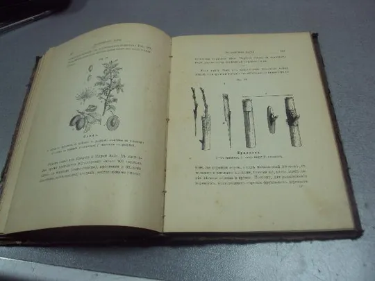книга кайгородов популярные очерки из мира растений 1912 издание суворина №183 Характеристики