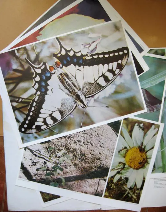 Купити ДОШКІЛЬНИКАМ ПРО ПРИРОДУ - ДОШКОЛЬНИКАМ О ПРИРОДЕ = БАБОЧКИ - ЖУКИ = 1990 г. = ПЛАКАТЫ - 23 листов