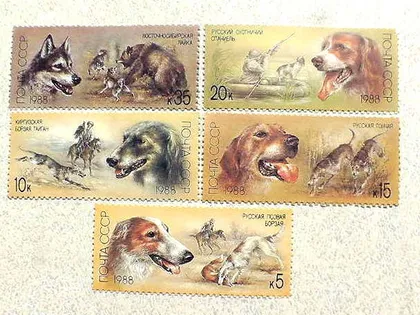 фото, Серія поштових марок СССР " Вітчизняні породи мисливських собак " 1988 рік **