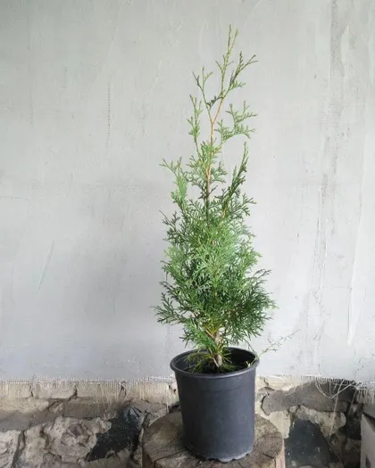 фото, Туя західна Смарагд із 2.5 0.7м