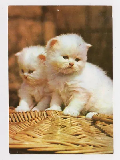 фото, КОТЯТА - КОТ = 1974 г. = ГДР - ГЕРМАНИЯ = чистая #