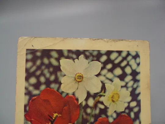 Купити Открытка С праздником! цветы тюльпаны нарцисс фото и худ. оформление И. Дергилева 1968 год №18007