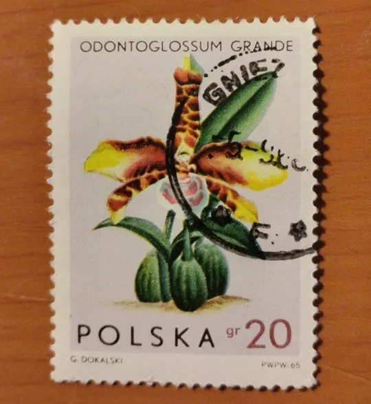 Купити 1965 Польща Орхідеї