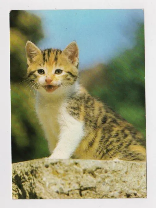 КОТЕНОК - КОТ =  1986 г. =  ГДР - ГЕРМАНИЯ = чистая # Ціна