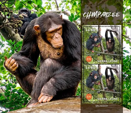 фото, Сьерра Леоне-Шимпанзе-2024. Чистый полный красивый комплект. MNH.