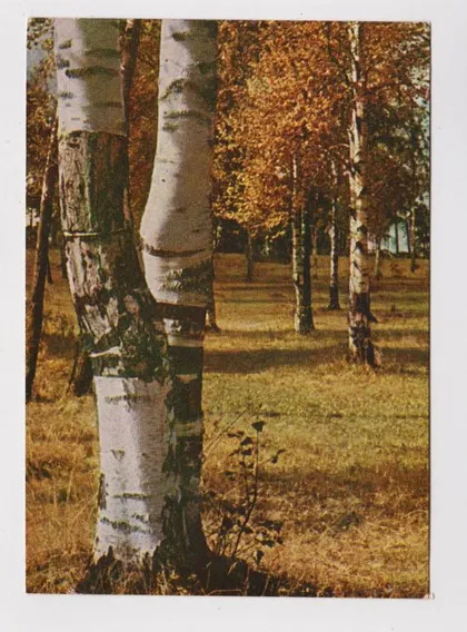 фото, ПОДМОСКОВЬЕ - ОСЕНЬ В БЕРЕЗОВОЙ РОЩЕ = 1962 г. = фото Л.БОРОДУЛИН = чистая #