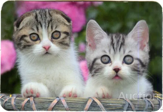 Календарик карманный Котейка 2016 #2 Ціна