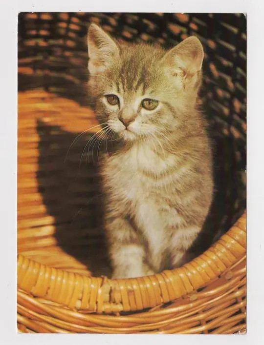 КОТЕНОК - КОТ = 1986 г. =  ГДР - ГЕРМАНИЯ = п/п # Ціна