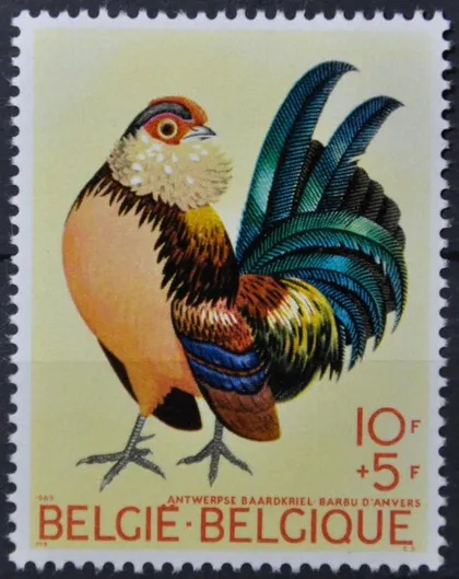фото, Бельгия Фауна Птицы 1969