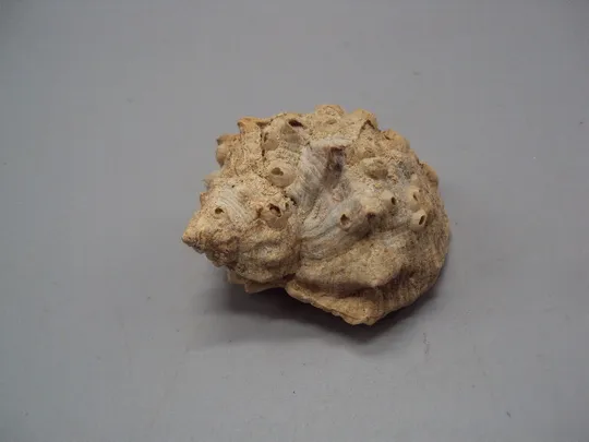 Сувенир ракушка аквариумная рапан 3,5 х 6 см №16057 Ціна