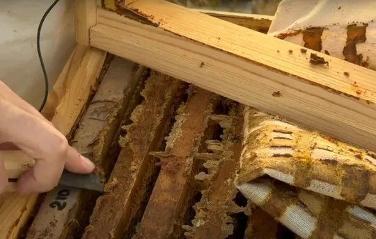 Прополіс Продаж