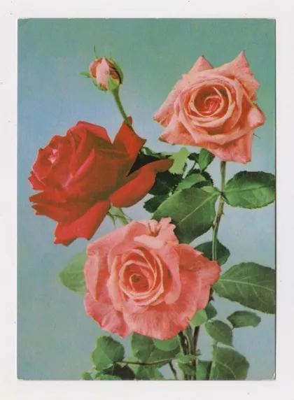 фото, ТРОЯНДИ - РОЗЫ = 1966 р. = НДР - ГДР = НІМЕЧЧИНА - ГЕРМАНИЯ = чиста &