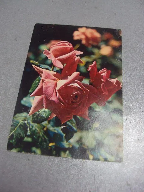 открытка розы 1981 костенко №192 Ціна