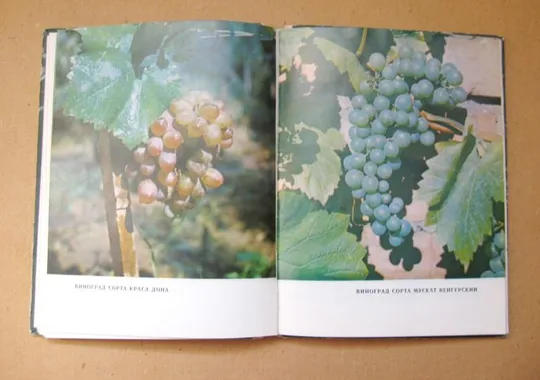 ПРИУСАДЕБНЫЕ ВИТАМИННЫЕ РАСТЕНИЯ = А.Сирота = ХАРЬКОВ - 1982 г. Продаж