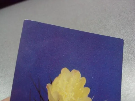 открытка кактус 1985 №1719 Недорого