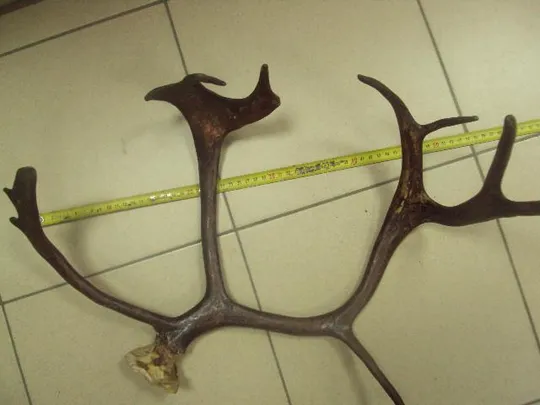 рога северного оленя ссср  №11025 Інтернет-аукціон