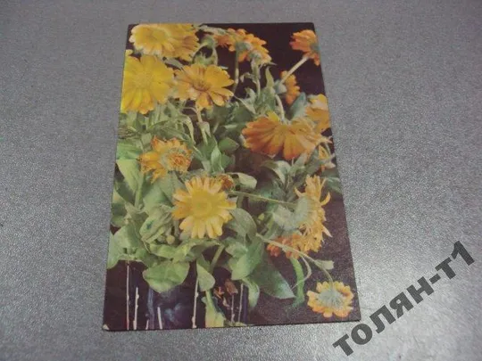 открытка тарасова 1968 календула №15622 Ціна