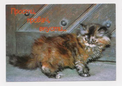 фото, ПРОСТИ, ПРОБАЧ, ВПУСТИ... = КОТ - КОТЕНОК = ФАРІОН = чиста #
