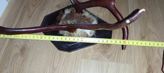 Роги оленя на дерев&#039;яній підставці лаковані. Недорого