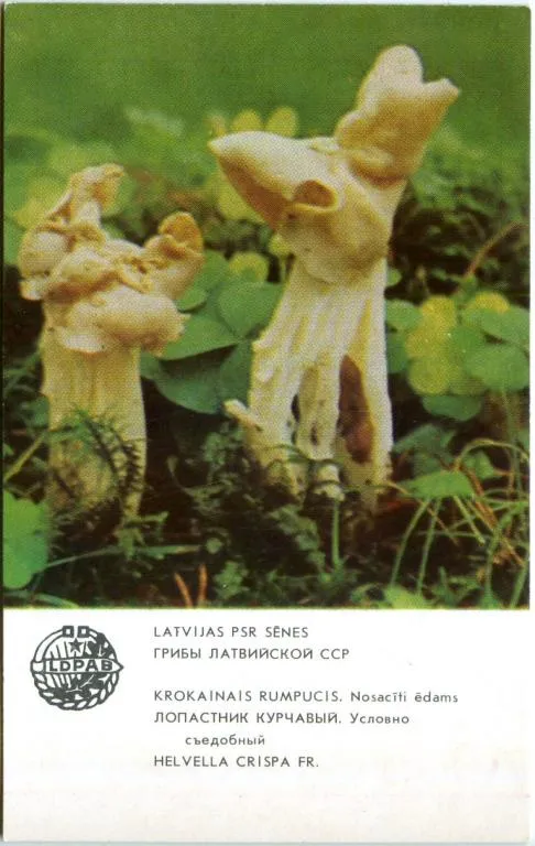 Календарик карманный Лопастник Курчавый 1986 Ціна