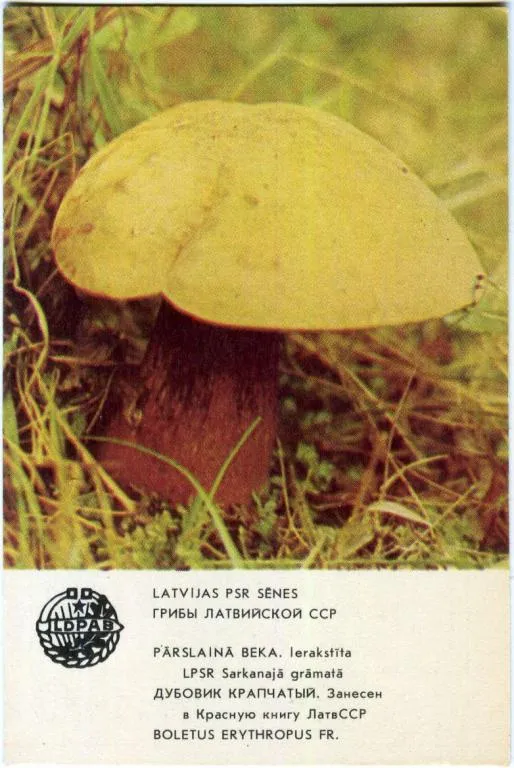 Календарик карманный Дубовик Крапчатый 1986 Ціна