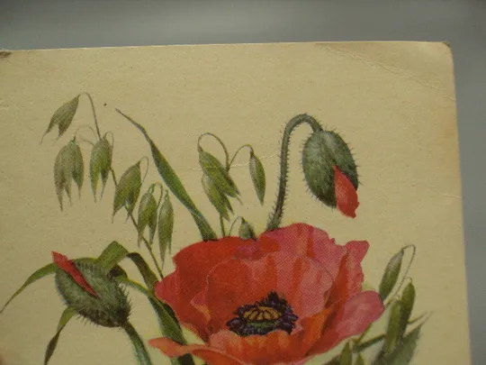 Открытка цветы мак художник В. Колганов Таллин 1975 год Эстония №18047 Де купити