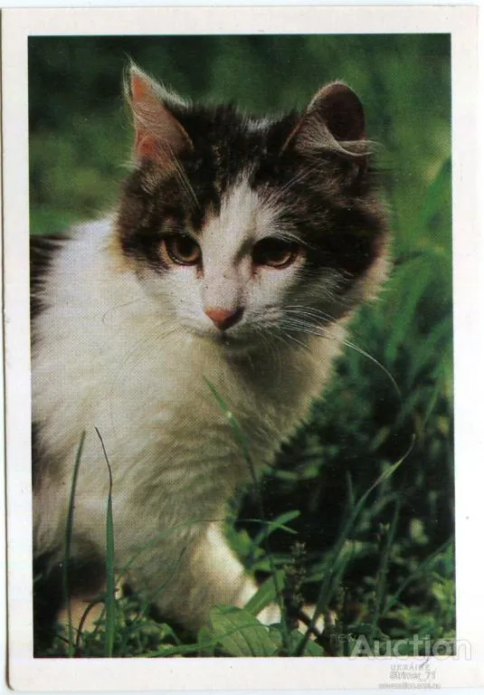 Календарик карманный Котенок 1990 Ціна