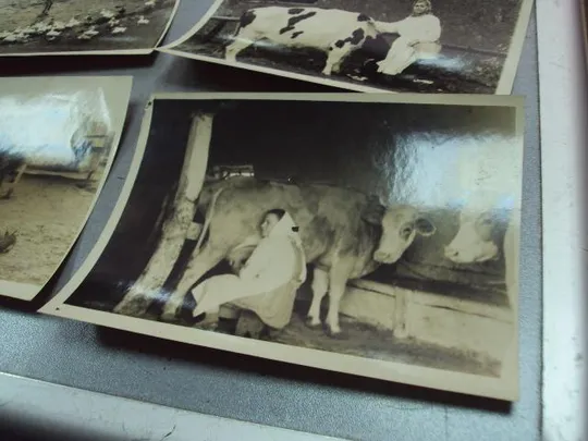 фотография трудовые будни передовиков сельское хозяйство 12х9, 18х13 лот 6 шт №5270 Інтернет-аукціон