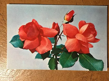 фото, Листівка чиста . Фото Грицюк 1976 р. з 1 грн.