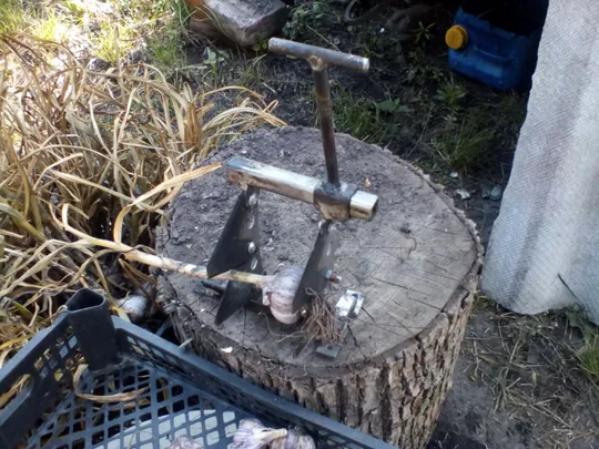 Обрізаємо часник - гуляючи! Ціна