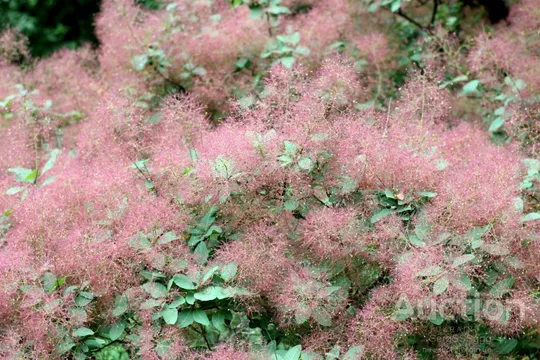 Золотистые чётки из Скумпии кожевенной, 108 бусин, d~6 мм, L~32 см, четки, мала, медитация, Будда, З аукціону