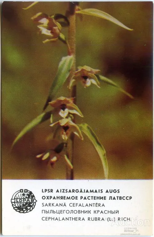 Календарик карманный Пыльцеголовник Красный 1984 Ціна