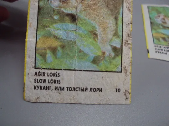 Вкладыши от жвачки CinCin slow loris Animals Cin Cin Turkye фантики Турция куканг лори 2 шт №17901мя З аукціону