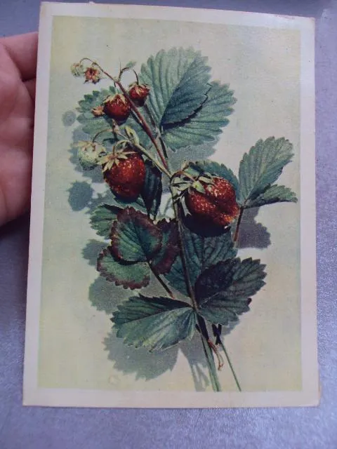 Купити открытка клубника бушкина 1958 №12485