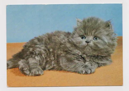 фото, КОТЕНОК - КОТ = 1978 г. = ЧЕХОСЛОВАКИЯ = чистая #