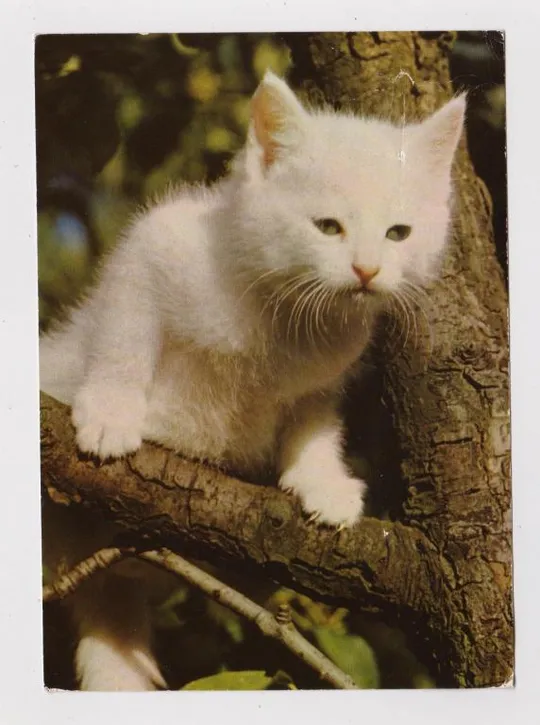 КОТЕНОК - КОТ =  1986 г. =  ГДР - ГЕРМАНИЯ = чистая # Ціна
