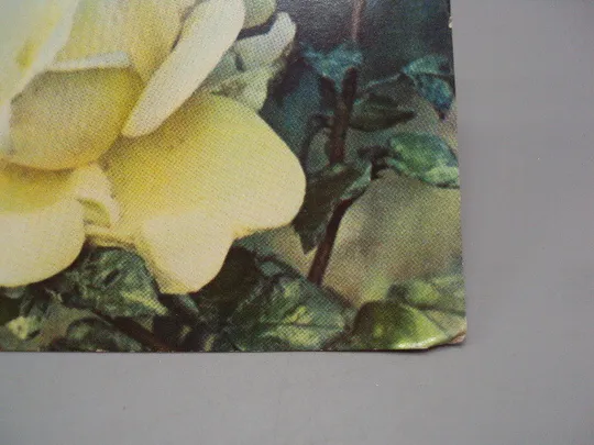 Купити Открытка цветы роза фото С.Д. Левашова 1966 год №18024