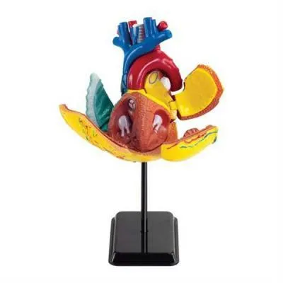 Купити Набор для экспериментов EDU-Toys Модель сердца человека сборная, 14 см (SK009)