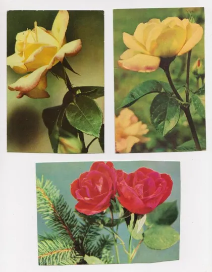фото, ЦВЕТЫ = открытки 1960 - 1970-х гг. = издательство РАДЯНСЬКА УКРАЇНА = 13 шт. #