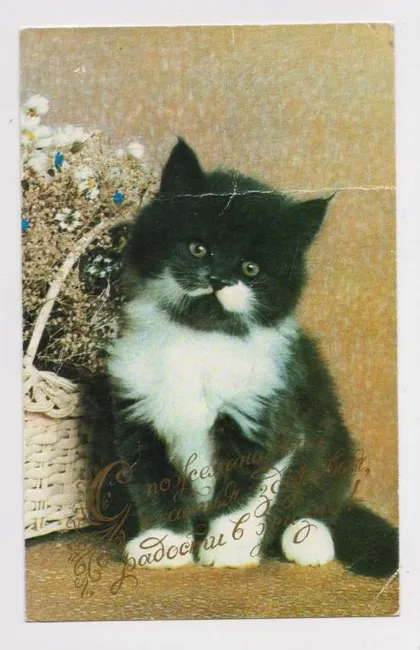 фото, С ПОЖЕЛАНИЯМИ... = КОТ - КОТЕНОК = открытка #