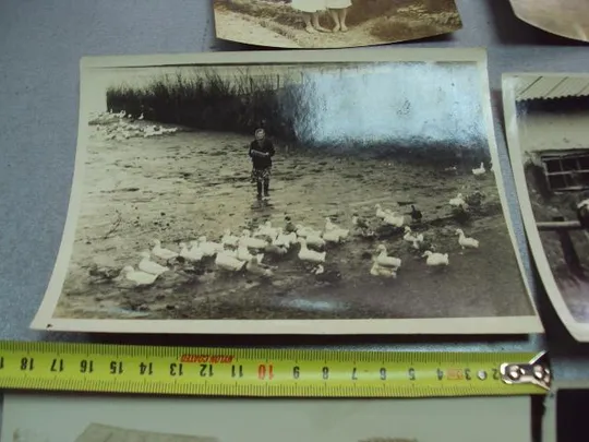 Купити фотография трудовые будни передовиков сельское хозяйство 12х9, 18х13 лот 6 шт №5270