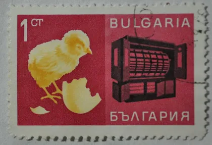 фото, Болгария Фауна цыпленок
