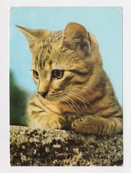 фото, КОТЕНОК - КОТ = 1979 г. = ГДР - ГЕРМАНИЯ = чистая #