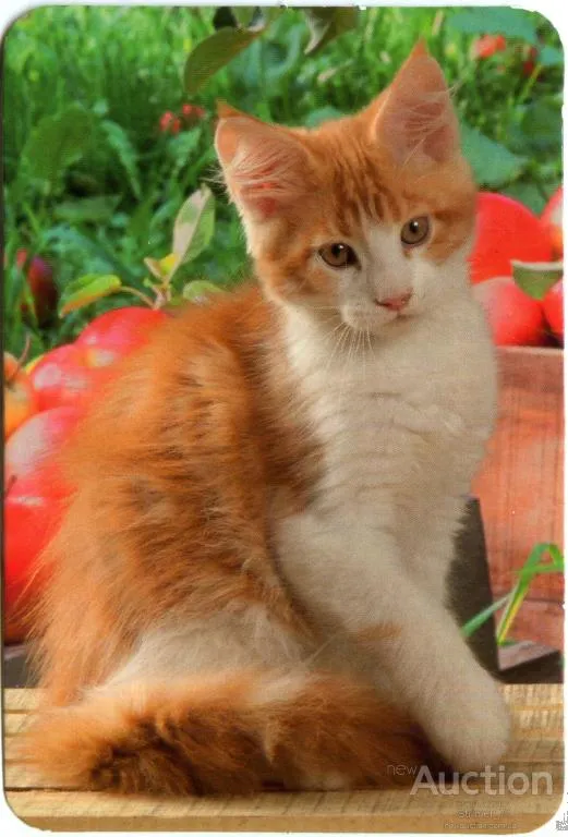 Календарик карманный Котейка 2016 #3 Ціна