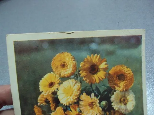 Купити открытка ноготки 1960 голанда №5795