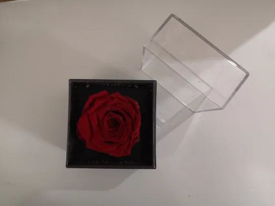 троянда з намистом в коробці +відкритка та подарунковий пакет (намисто зі золотистим завитком любові) (17) З аукціону