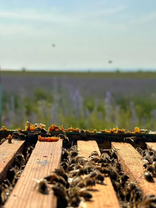 Прополіс Ціна