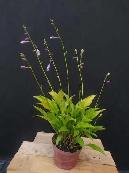 фото, Хоста Lancifolia (ланцетолиста)